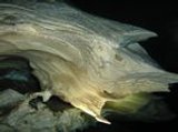 Interesting rock in Cenote Calavera