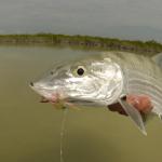 Big Bonefish caught fishing from Boca Paila