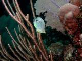 Tulum Reef Diving
