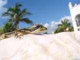 Baby Basilisk
