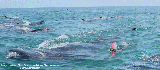 Lots of Whalesharks at Holbox