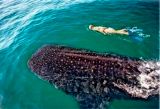 Whaleshark