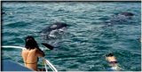 More Whalesharks